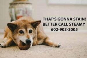 Pet stain and odor removal Phoenix AZ