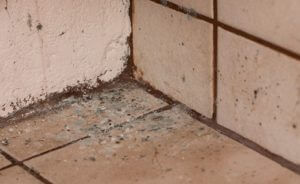 Mold inspection company finding tile mold Phoenix AZ