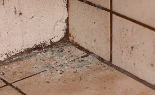 Mold inspection company finding tile mold Phoenix AZ