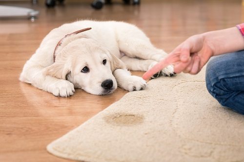 Pet Stain and Odor Removal